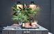 In-lite wandlamp HALO DOWN DARK 12V