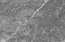 GeoCeramica V.D. Alpi Val Malenco 60x60x4